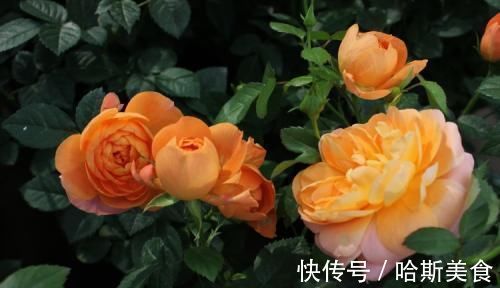 此花,比茶花漂亮,比茉莉清香,每年花开长达200天,值得拥有