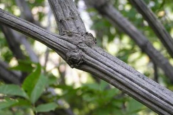 降龙木|降龙木是什么树被穆柯寨封为神木(树皮长有六道棱)