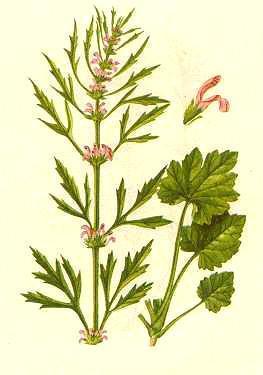 肿毒疮疡|妇科中药益母草这样吃功效好,但医生提醒,这4类女性请别乱用!