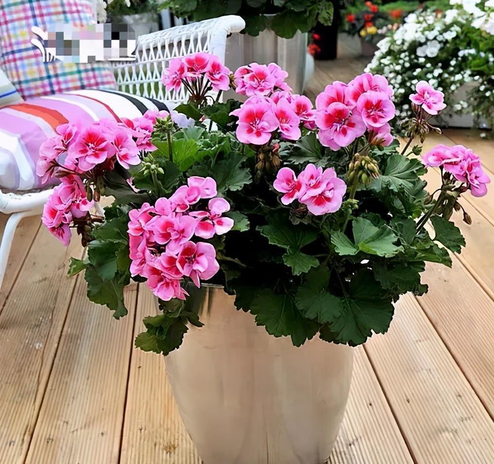 黄叶|4个养花坏习惯，花卉养一盆死一盆，你中了几个？