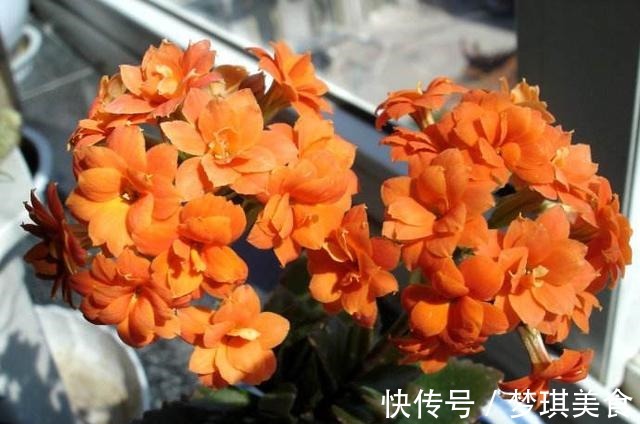 长寿花最喜欢这“3种肥”,盆里用上它,叶厚花多,开花不断