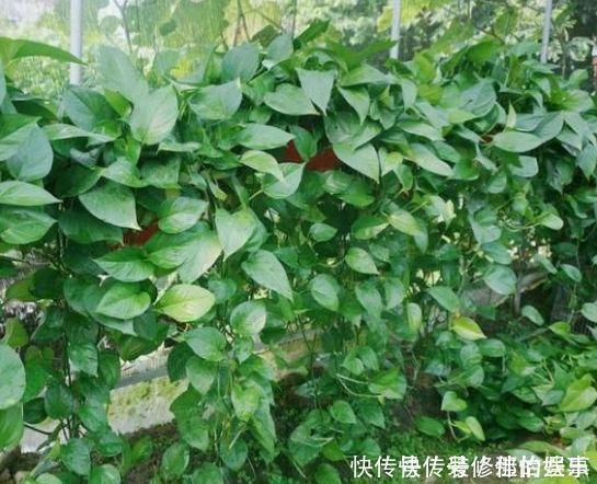 吸甲醛|4种花吸甲醛很厉害，养上几盆，室内甲醛没了，生活更舒适！