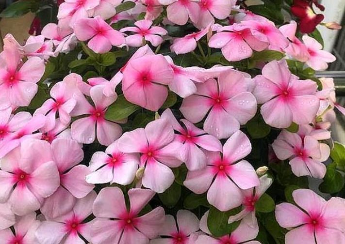 “4种花”超爱开花,尤其第2种,全年开花不断,还超好养,美