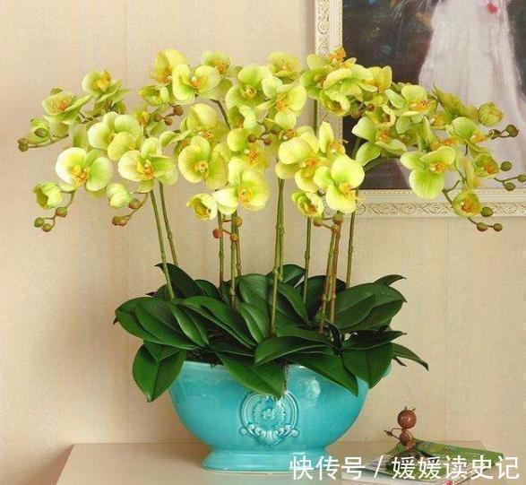 10种“旺运花”，家里至少养一盆，漂亮吉祥还“养人”