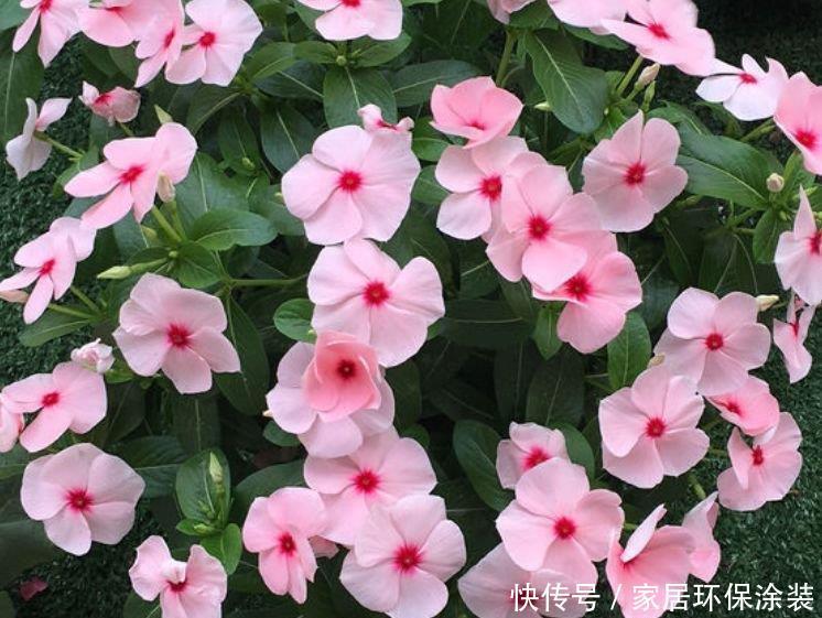 4种花养家里,号称“开花机器”,一开就是一年,开成花园