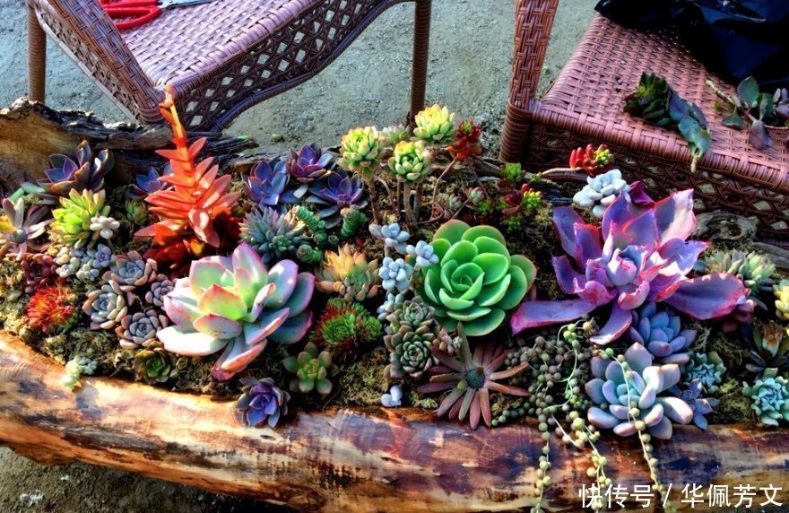 破烂|这些“花盆”真漂亮,创意十足还不花钱,“破烂”可别再扔了