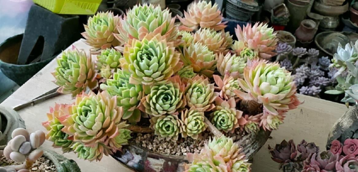 多肉植物|阳台养不好多肉，多半是浇水不当，教你正确浇水，个个长成胖娃娃