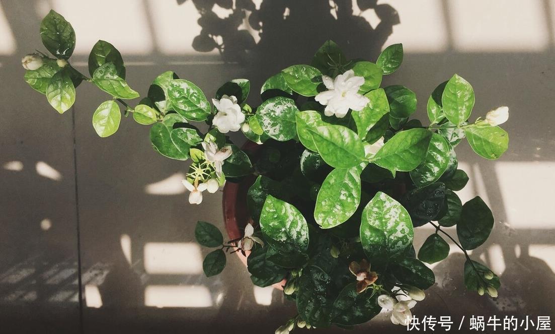 茉莉开花多不多,主要在三个细节工作,做得不到位补救还来得及