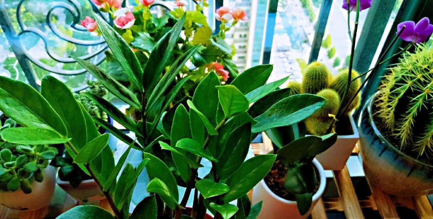 发财树|七种带“钱”的花，好看又好养，寓意吉祥，财源滚滚，建议养一盆