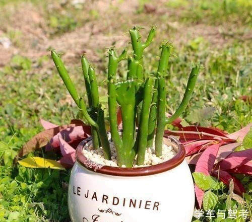 滴水观音|家里有孩子,别种这5种多肉,越养越有毒,赶快搬出去!