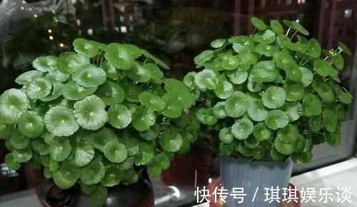 养4种植物得会修剪，越舍得下狠手，植株就长得越旺开花越多