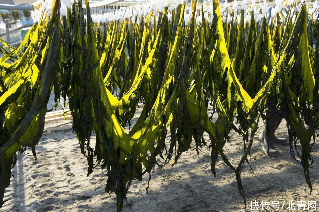 海藻|裙带菜和海带有啥区别？哪个营养更丰富？别再傻傻分不清了