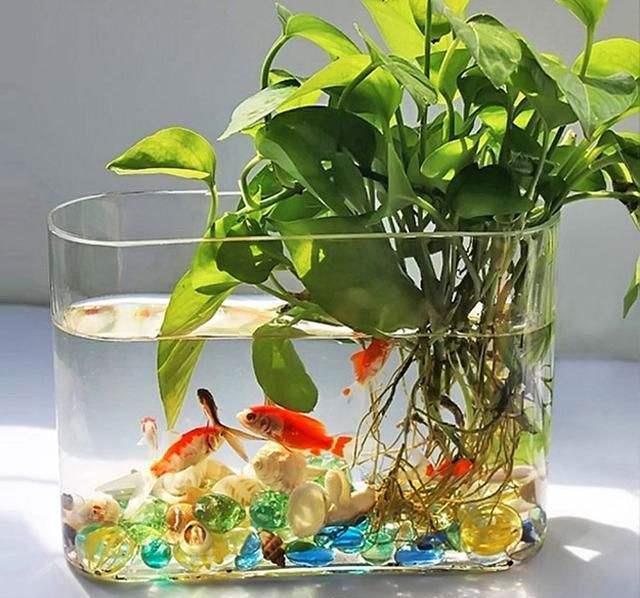 绿萝最爱喝的5种水,喝完长得贼快,叶子像刷了“绿油漆”