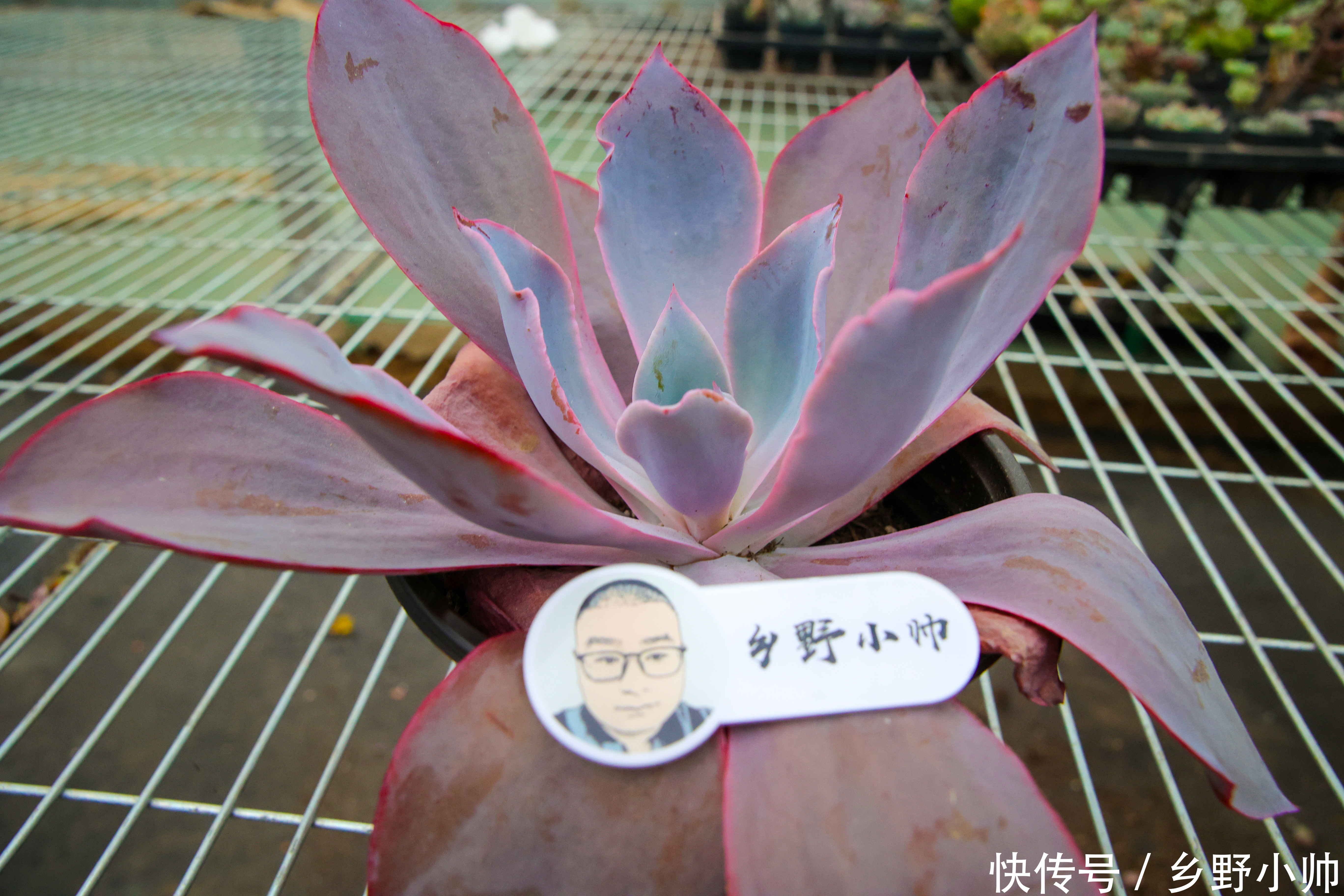 小帅|晚霞和晚霞之舞, 两种多肉有这样养护, 状态美美哒