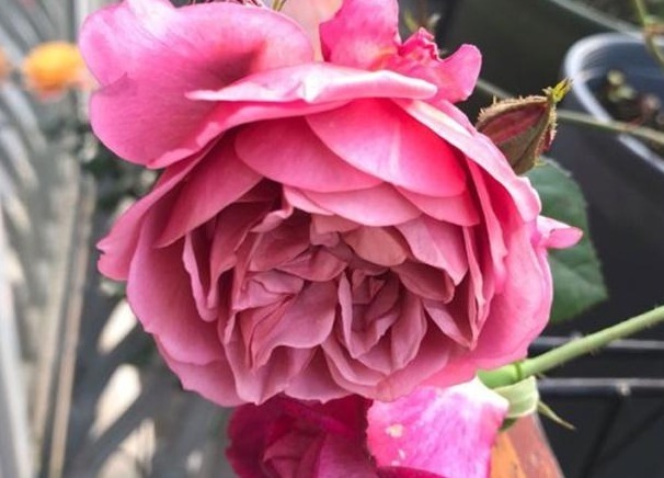 月季施肥有“讲究”，学会这“3要”，长势旺，花苞超多，花期长