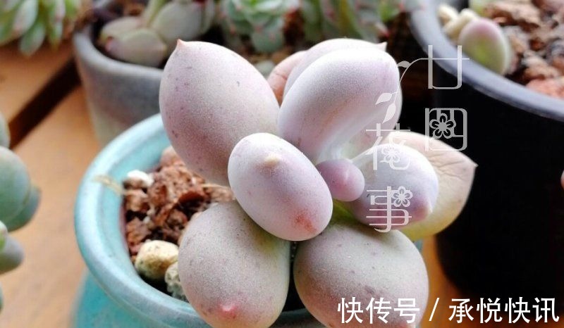 根系|多肉“控养”有前提,“3要4不”别做反,错了变瘦,对了肥美