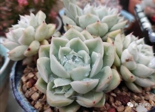 夏天到了,养多肉别犯“3种错误”,否则最后只剩空花盆