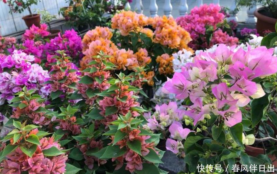 金弹子金弹子|居家就养此款花卉,开花大又香,开出一片花海