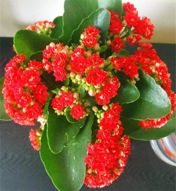 千头菊|10种花适合养窗台,晒晒太阳,浇浇水,一年300多天都开花