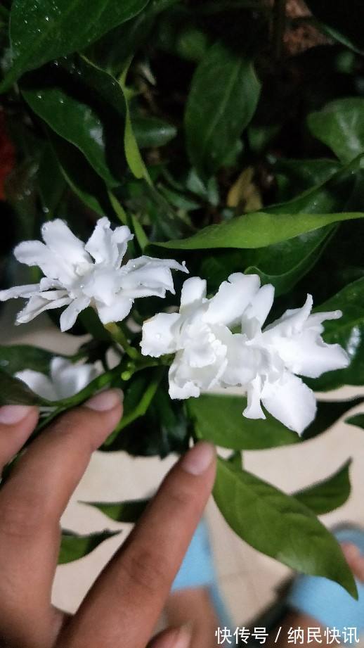 这花名字难听，长得却好看，花香淡雅，朋友看了都想种！