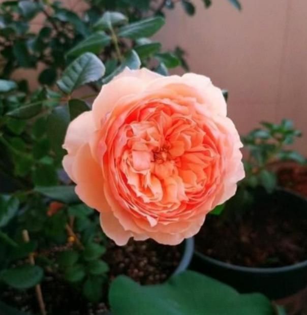 花朵|3种花随便养,长得快开花多,养成瀑布,美如画!