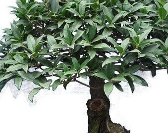 把“马齿苋树”养成了盆景”,长成了老桩,并且叶片四季常翠