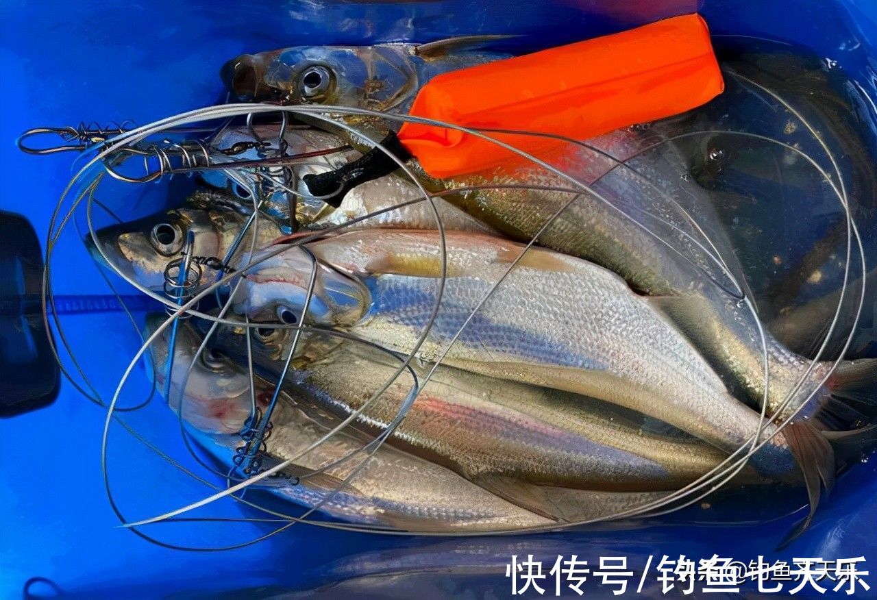 湛江|湛江钓友晒渔获被网暴:为啥不放生?资源枯竭,钓鱼人该怎么办