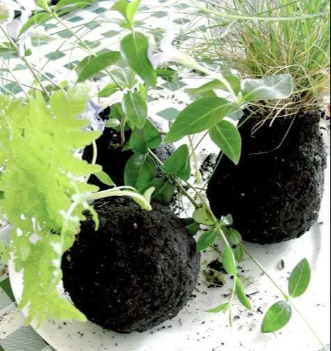 室内绿植种花不用盆，揉一个小球吊起来就让家里美翻