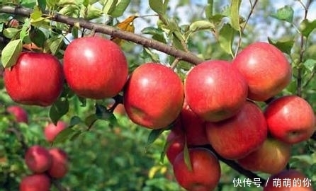 晚上吃苹果，对健康是利是弊？很多人不清楚，健康专家告诉你答案