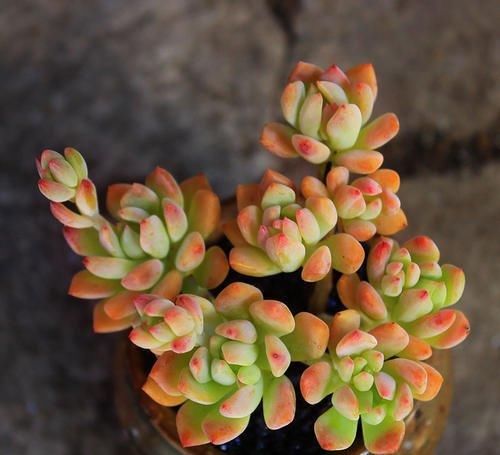  要点|养多肉小美人，了解掌握几个要点，养出橘黄果冻色，十分出众