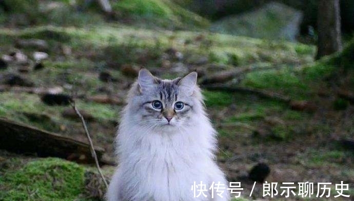 挪威森林猫|十二星座的专属“宠物猫”狮子座挪威森林猫，双鱼座苏格兰折耳猫