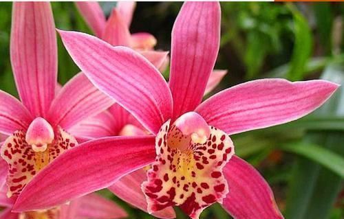 这款兰花号称“爆盆小能手”，花色妖娆，花香味最浓，现正值花期