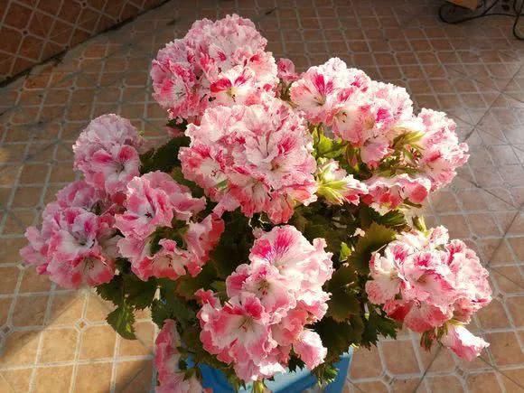 “识货人”都养4种花，打理简单，花期长，开花超漂亮