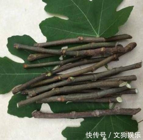 锯末|扦插花卉不用土壤，用上此“材料”，10天生根发芽，白根往外冒