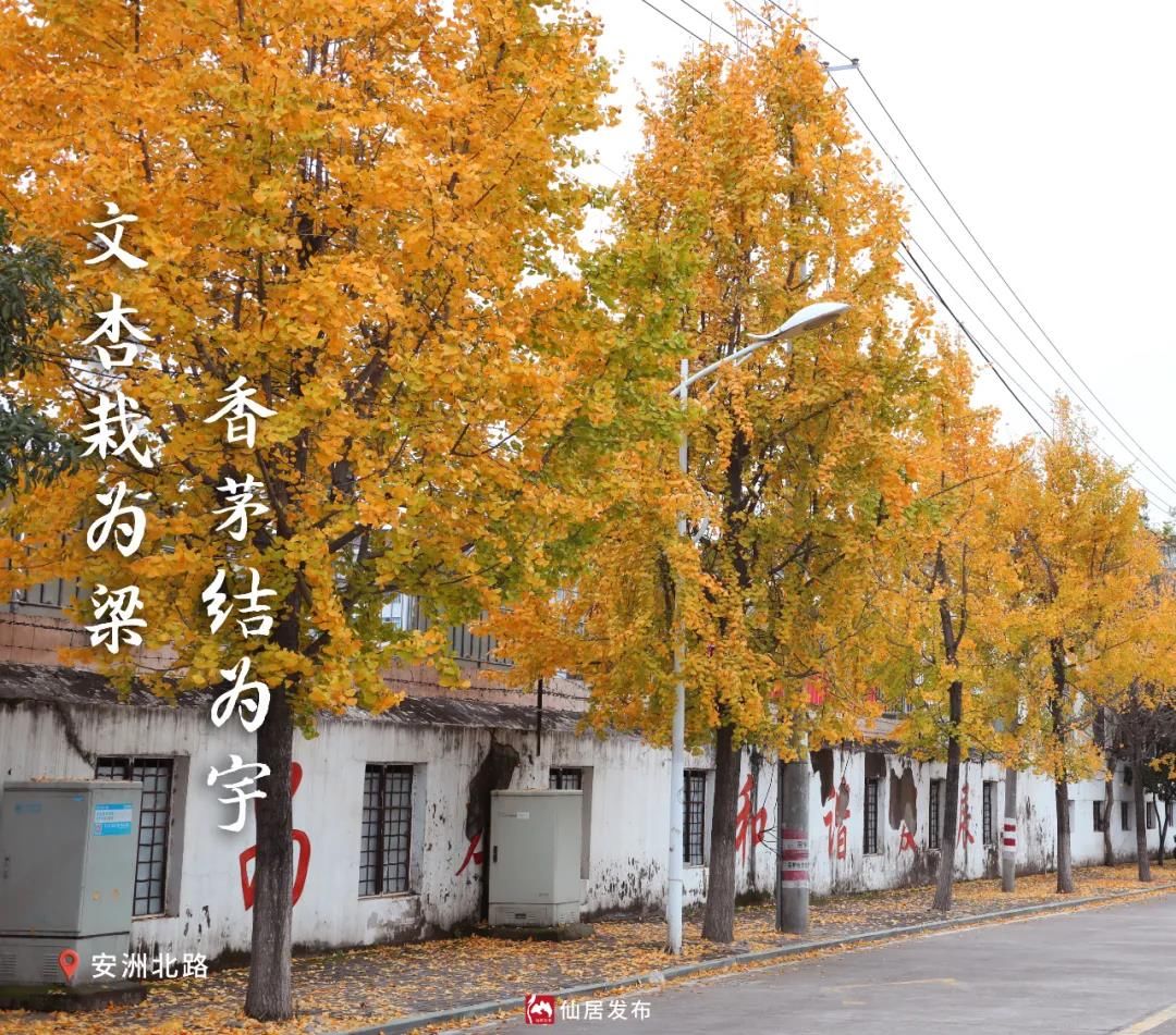 水杉|有一种诗意，就在仙居的初冬时节