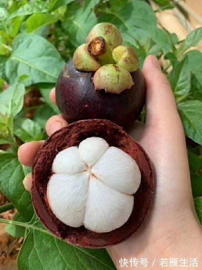 美味|夏季,这3种碱性水果要多吃,再贵也要吃!营养美味顺利过夏天!