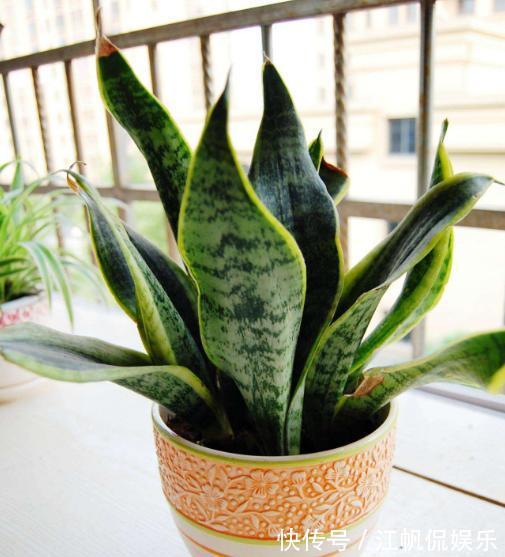 家里客厅适合养什么花此3款对身体好,还能纳福又聚财