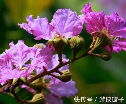 农历10月初5立冬后,养什么花?以下3种花,三春肇始阖家团圆