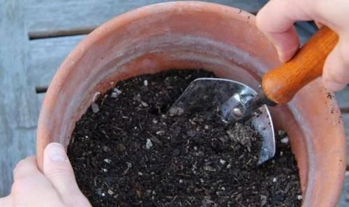  盆栽植物|养花：保证养一盆旺一盆？更换盆栽土添上这个好东西，没问题