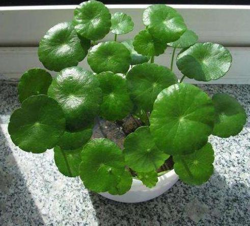 铜钱草|阳台养铜钱草,吃点“天然氮肥”,一分钱不花,变成“大荷叶”