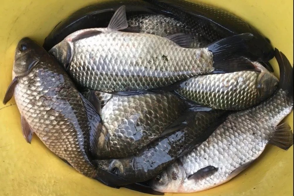 打窝不发窝,窝料不诱鱼,发窝不留鱼,其实你只是在喂鱼