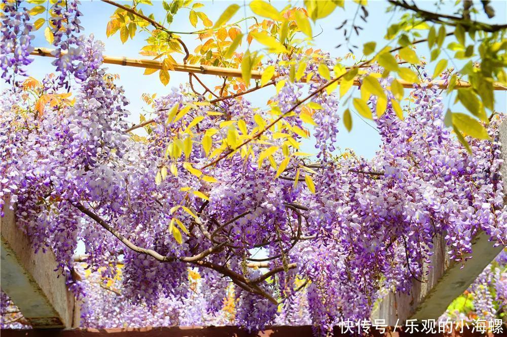 翔海集团：紫藤花开惹人醉，一起相约龙口南山！