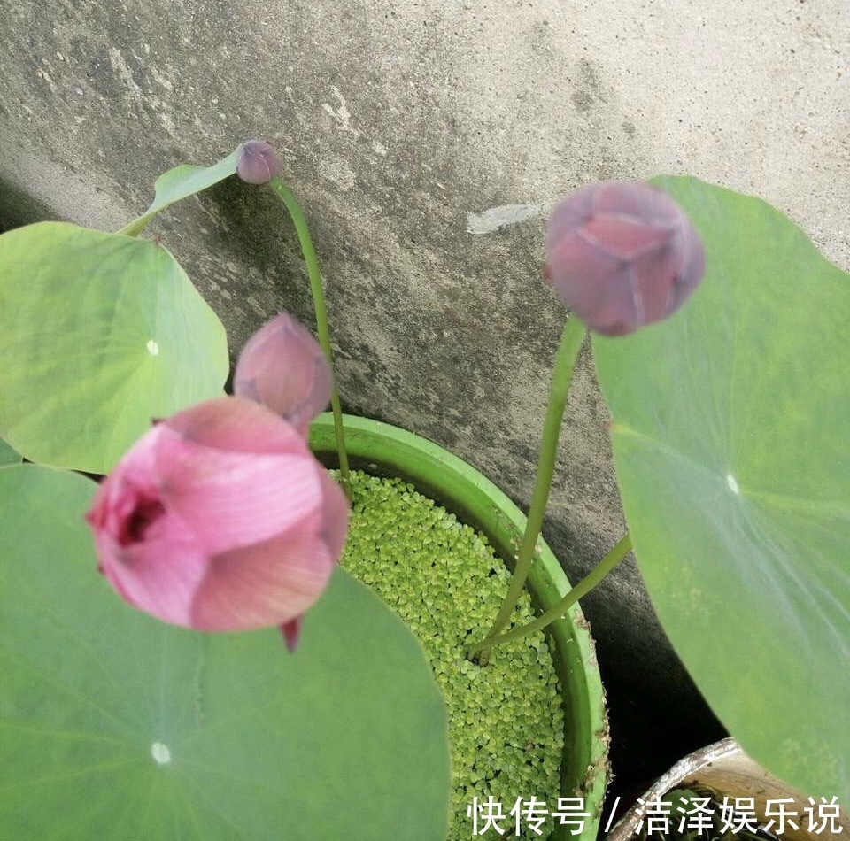 爆盆|盼着雨天来，4种花“淋淋雨”，蹭蹭长爆盆，比施肥还长得快