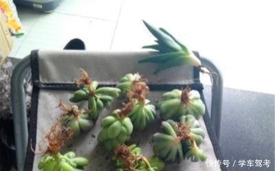 多肉皱巴巴，浇水也不活教你4招，养的圆滚滚，红扑扑！