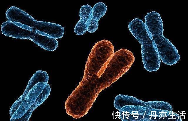 颜色体|为什么有些女人不能生男孩满足你的好奇心，不要害羞，答案很简单