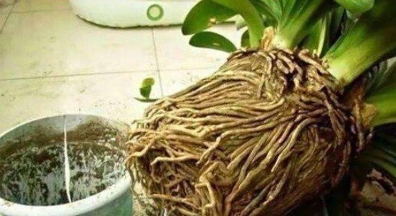 君子兰不见长、不开花“2种料”扔盆里,新芽多,一年开花2次