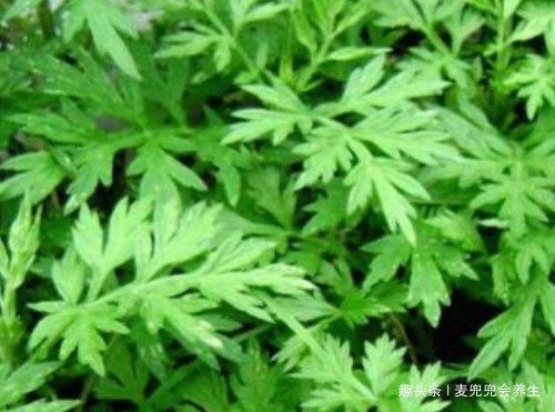 散结|艾叶煮水太厉害了，男人女人都离不开，现在清楚还不晚