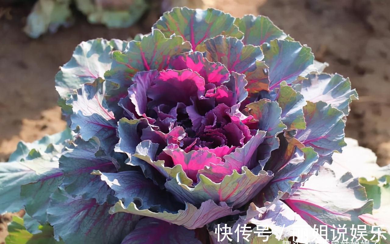 比较耐寒的11种花卉,有的能抵御“零下几十度”低温,漂亮又好养