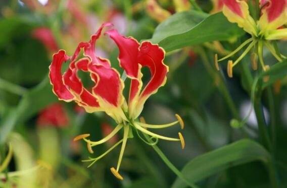 卫生间有异味?就养4种花,美化环境、清新空气