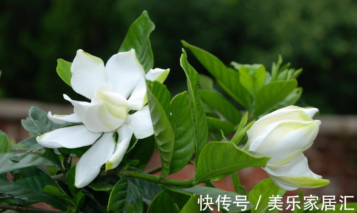 栀子花秋冬养护有讲究,给点“强壮剂”,养壮根来年开花又多又香